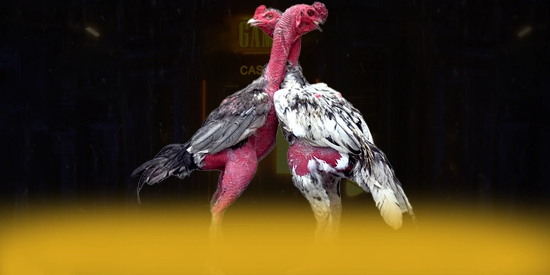 SA88 - Sân chơi được đánh giá cao về độ tin cậy được yêu thích hàng đầu – Đánh giá SA88 SA88 - Sân chơi được đánh giá cao về độ tin cậy được yêu thích hàng đầu – Đánh giá SA88