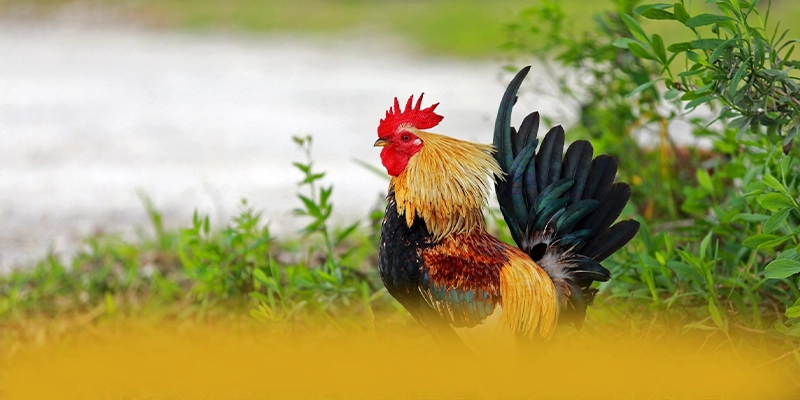 FAFA191 - Cổng game được đánh giá cao về chất lượng đang làm mưa làm gió trên thị trường – Khám phá danh mục giải trí của FAFA191 FAFA191 - Cổng game được đánh giá cao về chất lượng đang làm mưa làm gió trên thị trường – Khám phá danh mục giải trí của FAFA191