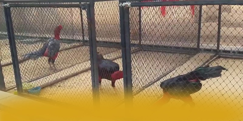 SA88 - Khẳng định vị thế dưới góc nhìn chuyên môn. SA88 - Khẳng định vị thế dưới góc nhìn chuyên môn.